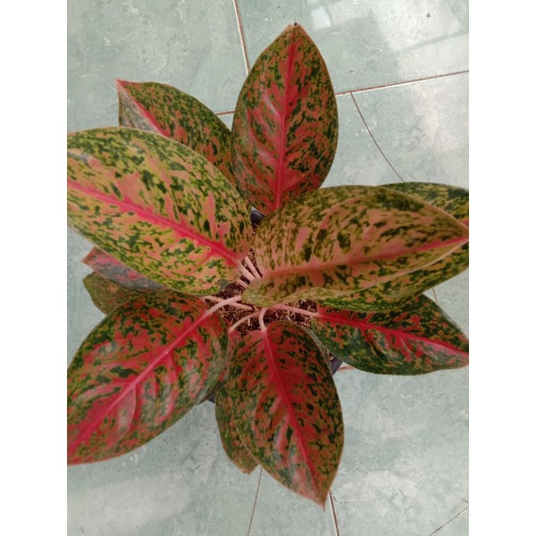 aglonema striptis red dewasa rimbun murah