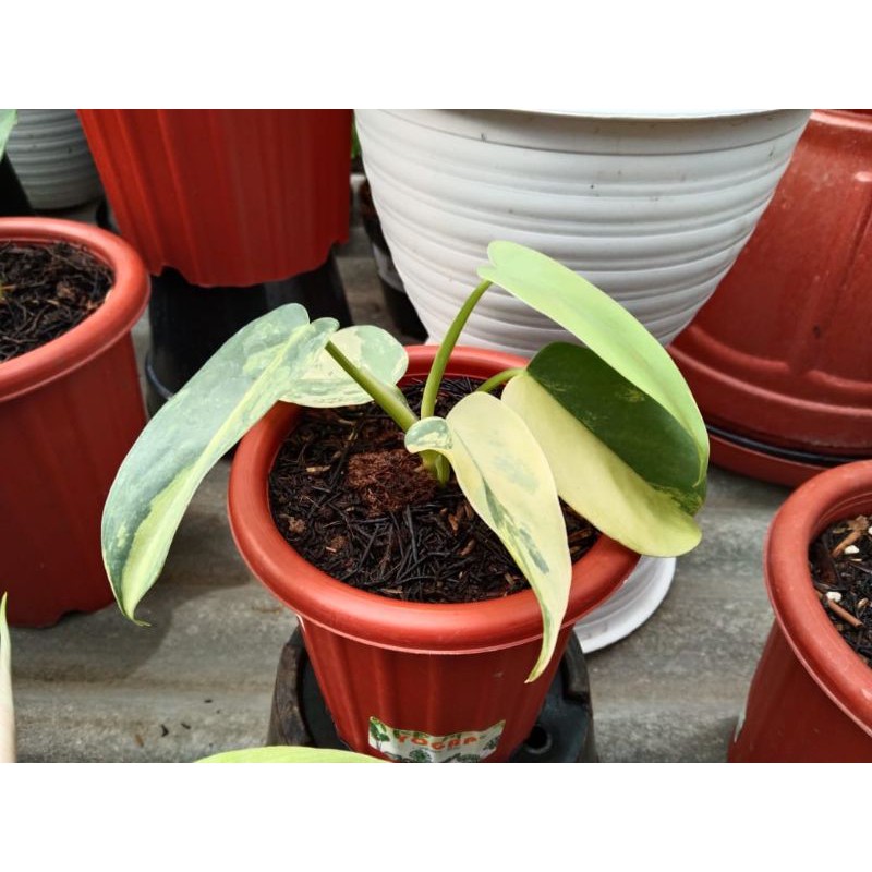 Philodendron Violin Variegata