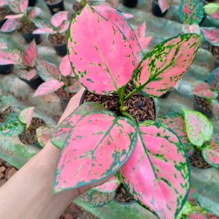 Tanaman hias aglonema lady valentine remaja