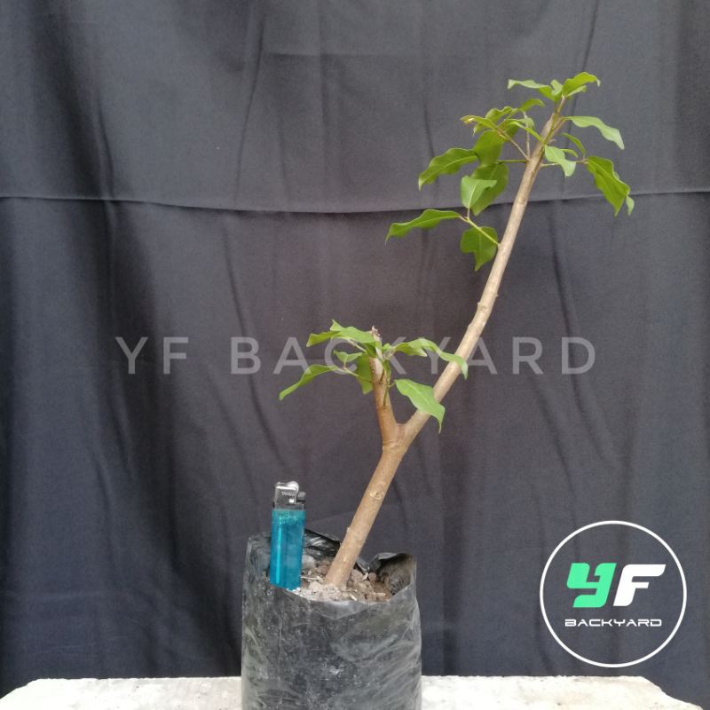 Bahan bonsai bunut / bunut pucuk merah / bonut /ficus glauca