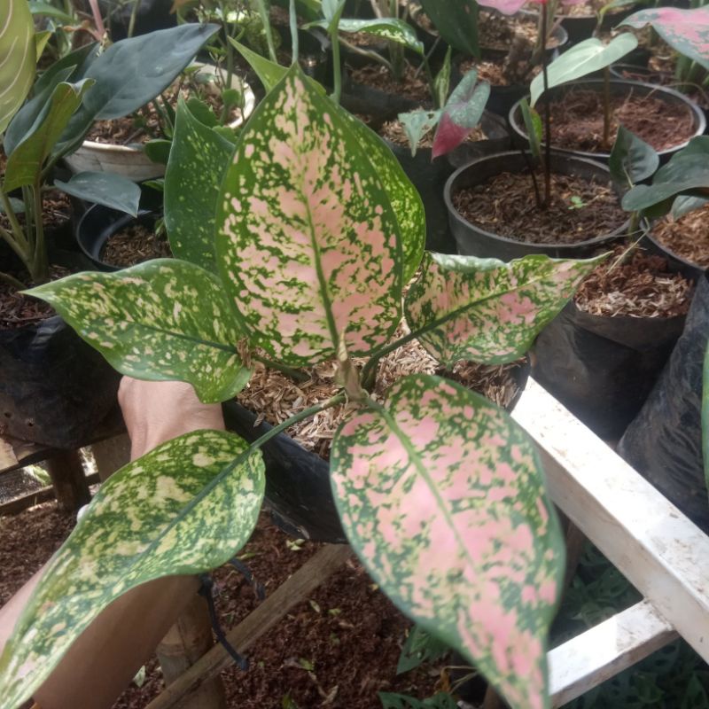 tanaman hias aglonema ruby pink / ruby pink