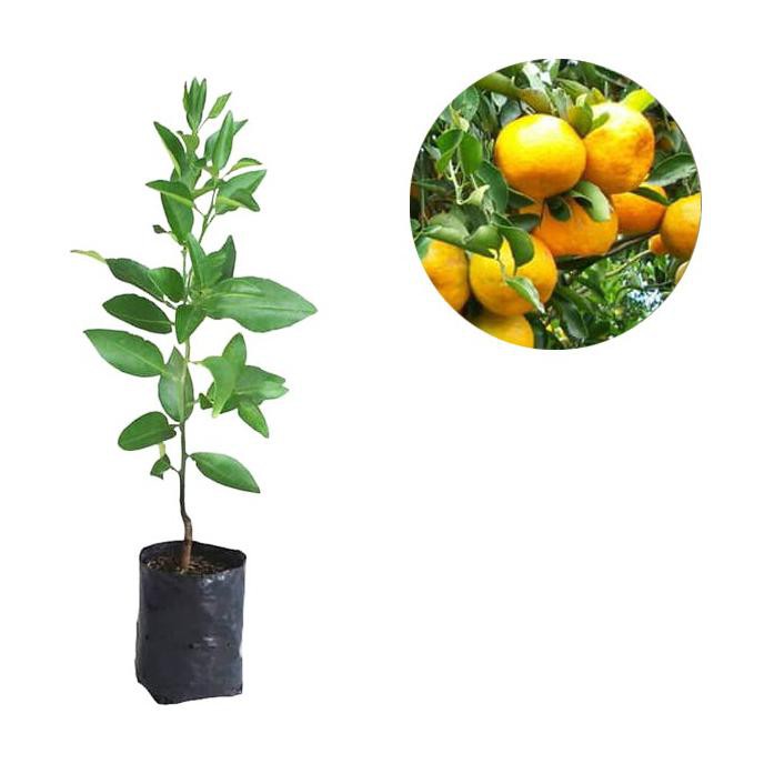 Bibit Buah Jeruk Baby