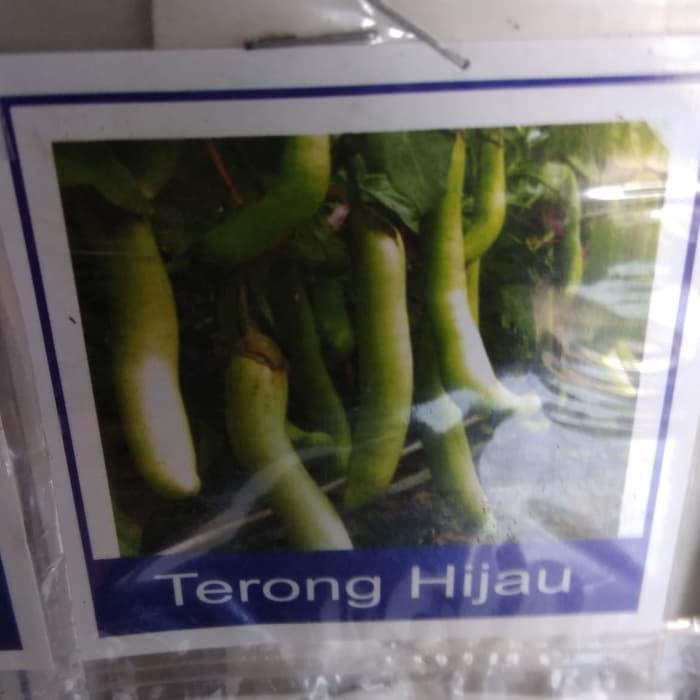 Biji terong hijau bibit terong hijau