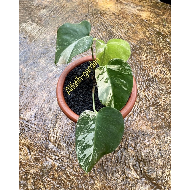 monstera white tiger varigata