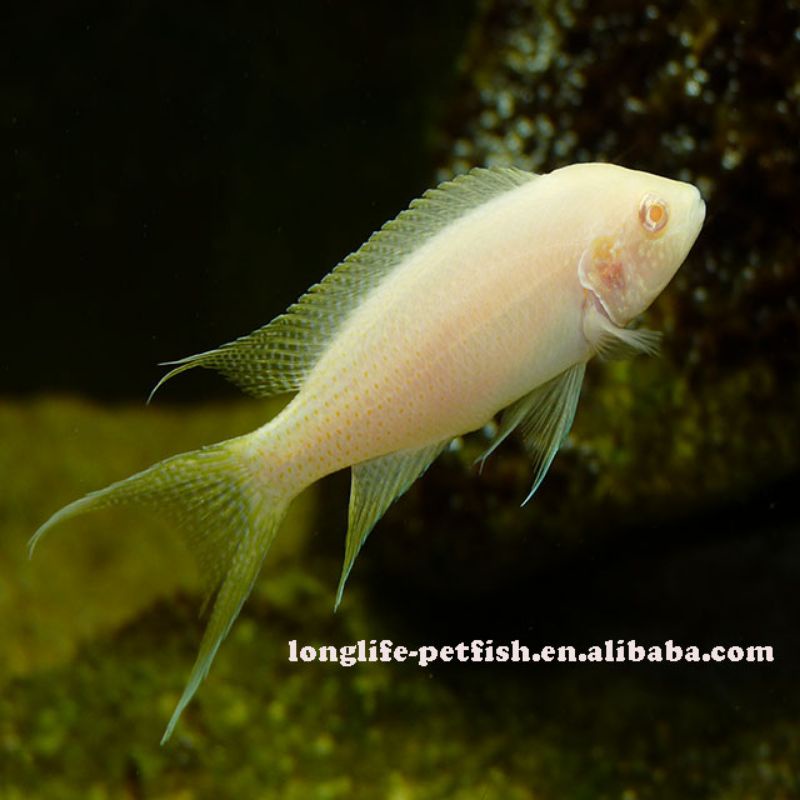 Neolamprologus Brichardi Albino Princess Burundi Lyretail Fairy Lamprologus Cichlid Tanganyika