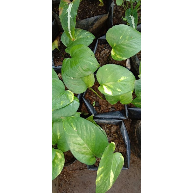 tanaman hias daun sirih gading