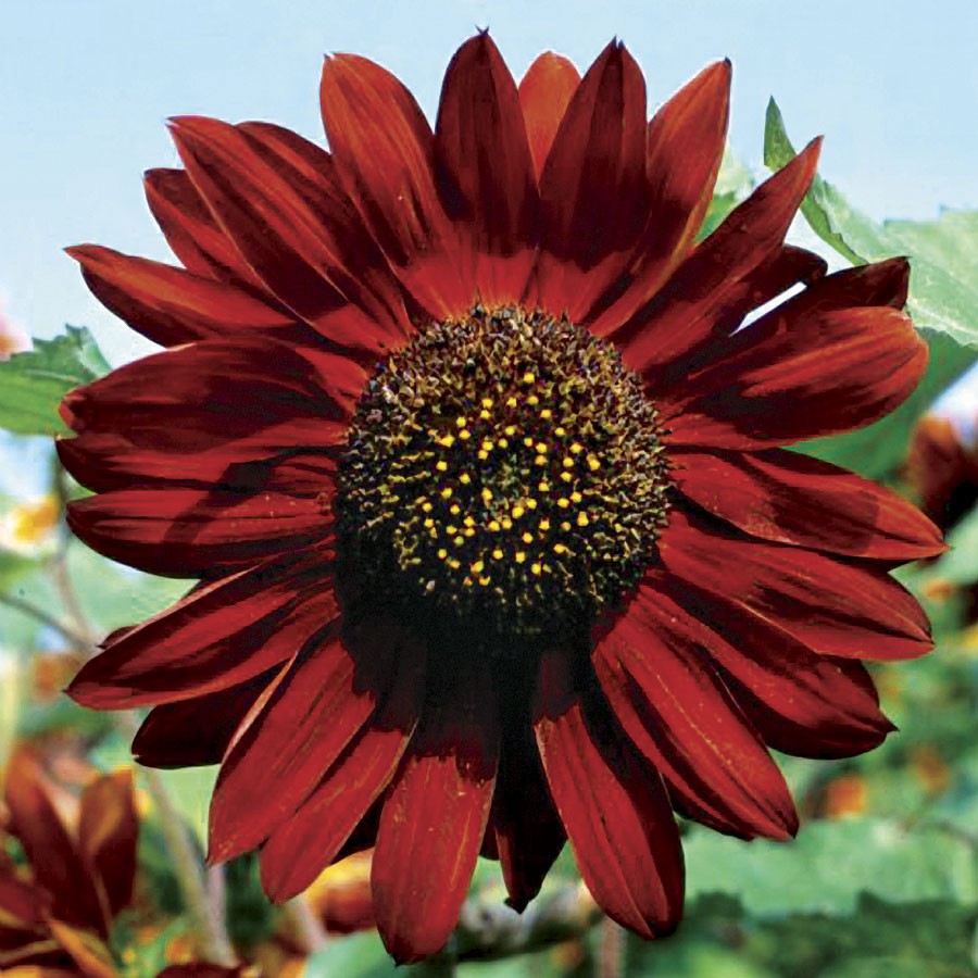 Benih Bibit Biji - Sunflower Velvet Queen Deep Red Bunga Matahari Merah Seeds - IMPORT