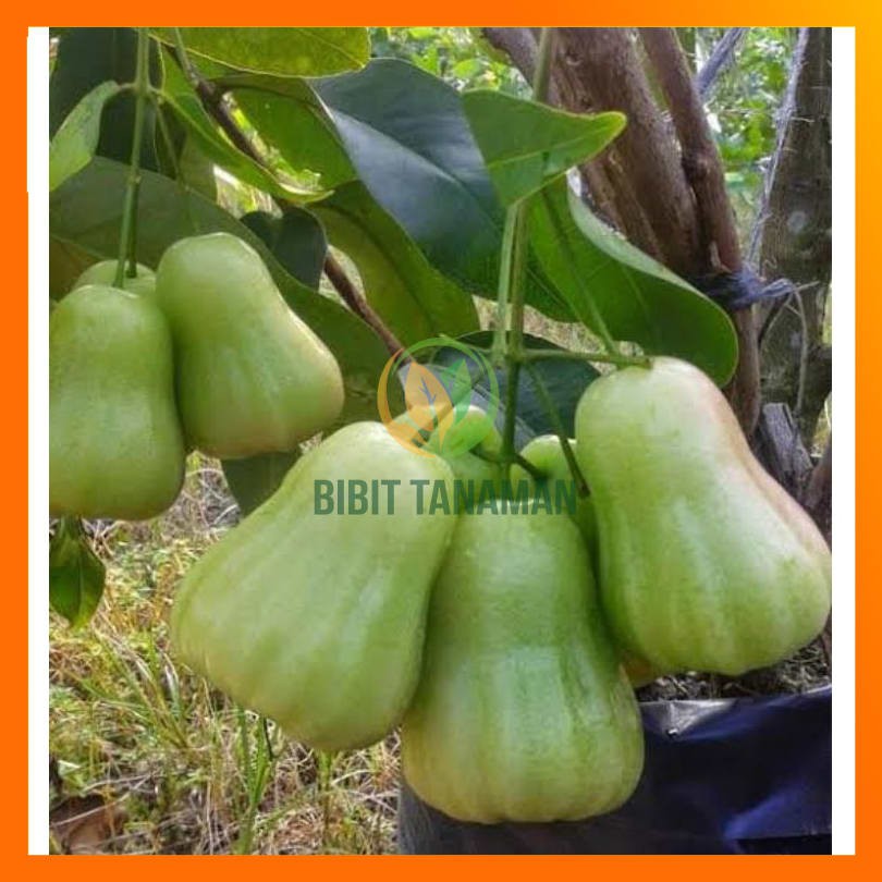 BIBIT JAMBU AIR MADU DELI HIJAU