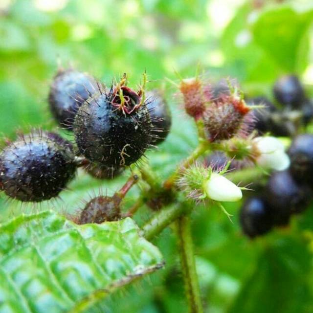 

Buah harendong/senggani/senduduk bulu 100gram segar siap petik