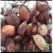

paket hemat biji ketapang kering 10kg lebih murah