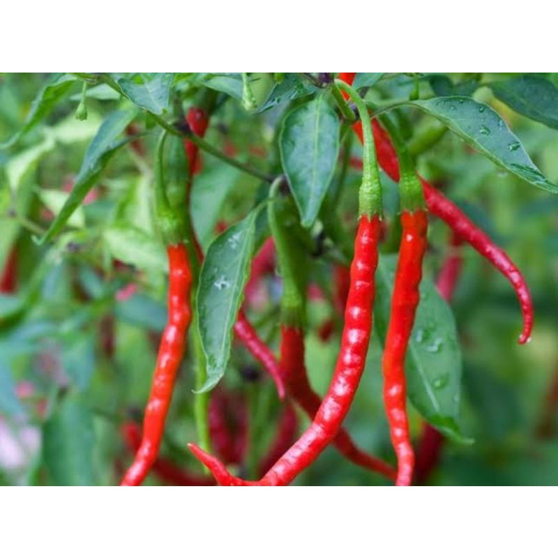 bibit cabe keriting merah