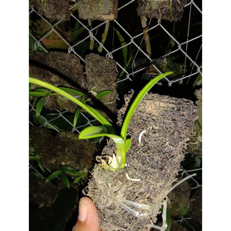 dendro Enobi Purple x den.capra seedling