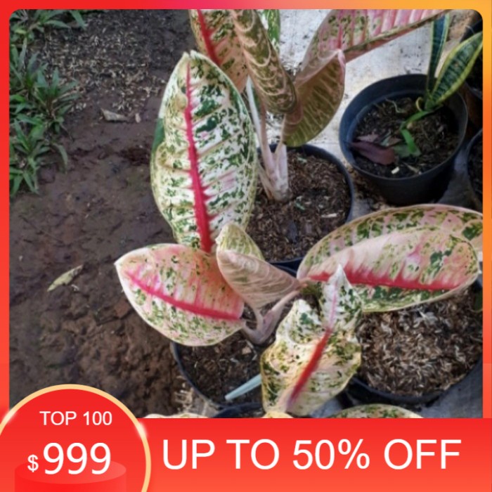 Tanaman hias aglonema donacarmen mutasi - donacarmen langka