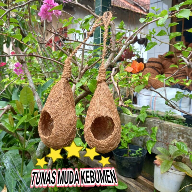 SARANG BURUNG PRENJAK DARI SABUT KELAPA SARANG BURUNG PIPIT SARANG BURUNG EMPRIT JEPANG