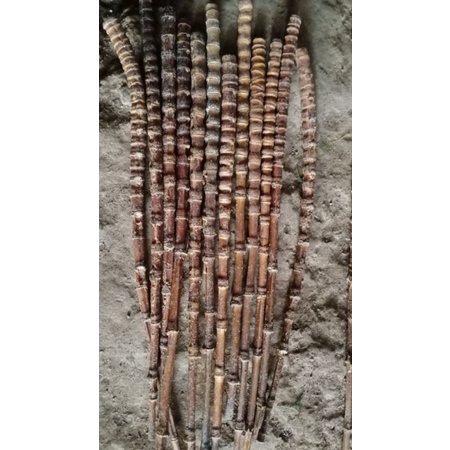 BAMBU CENDANI /gagang joran pancing