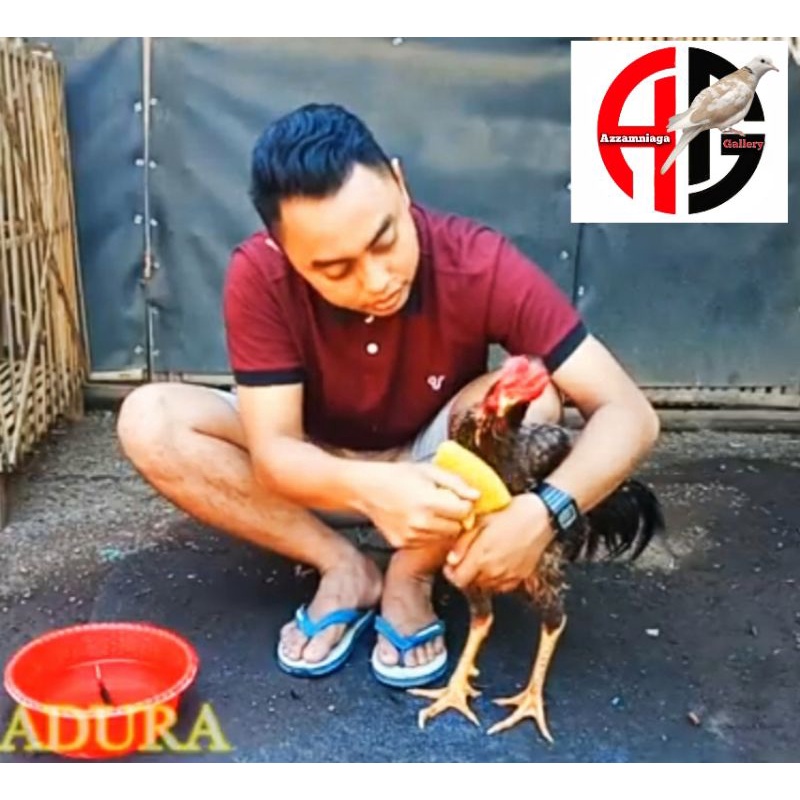 spon ayam aduan spon mandi