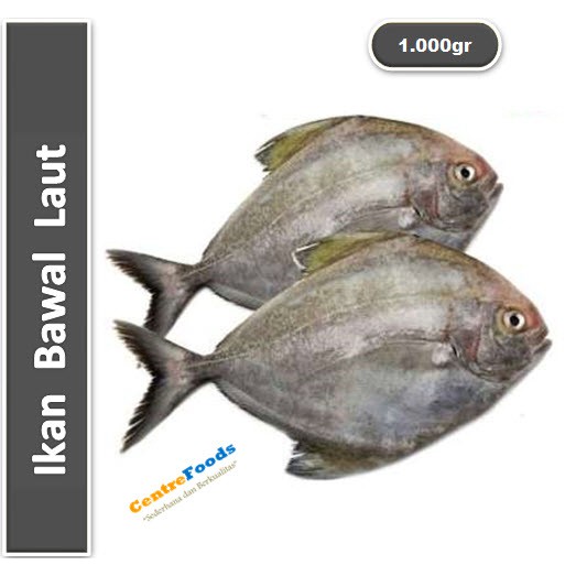 

Ikan Bawal Laut | Hitam Fresh [ Harga Per KG ]