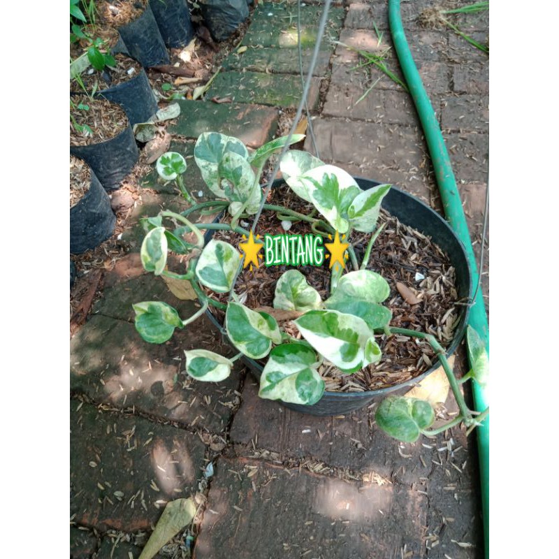 Tanaman hias sri gading enjoy | sirih gading koin