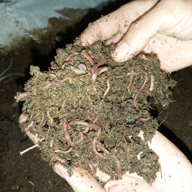 Cacing kosmetik/ lumbricus