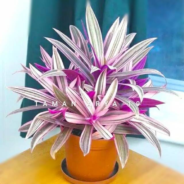 Tanaman hias adam hawa variegata Shopee Indonesia Tanaman hias adam hawa variegata Shopee Indonesia