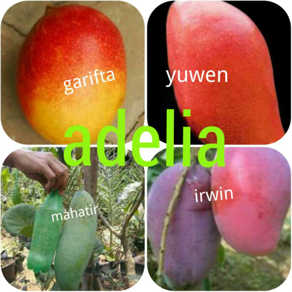 Dm& Paket 4 Bibit Mangga Garifta Yuwen Mahatir Irwin *_$