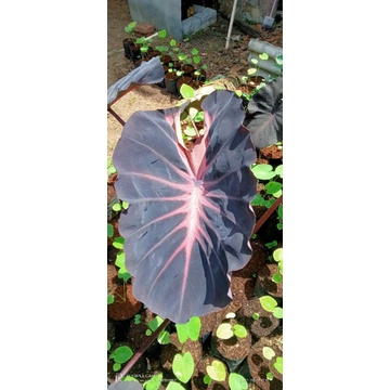 promo hybrid colocasia NN