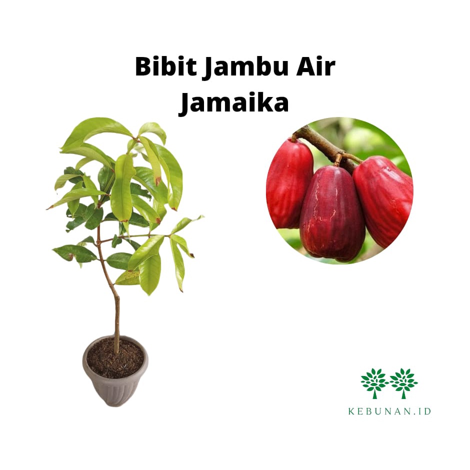 Bibit Jambu Air Jamaika/Jambu Air Darsono Okulasi