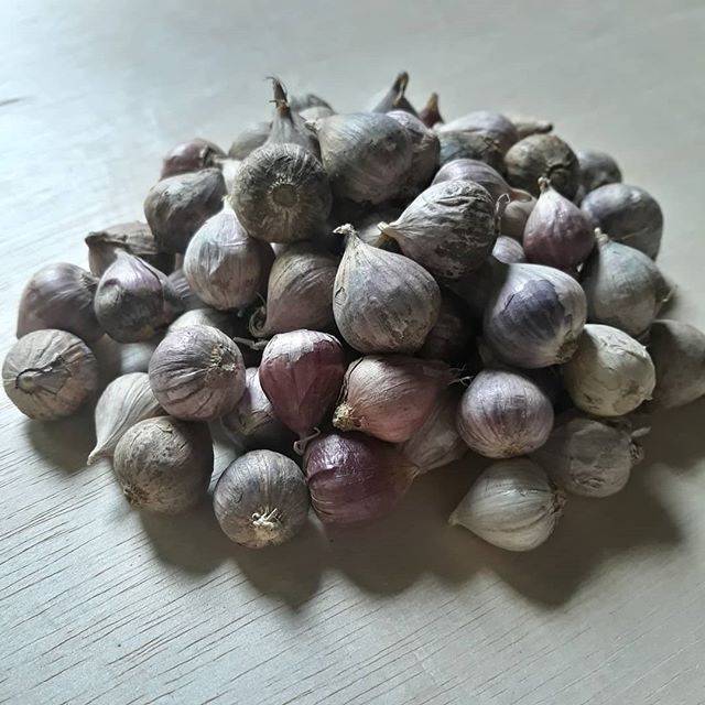 

Bawang tunggal