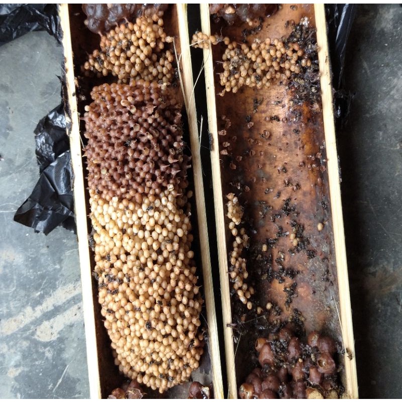 Bibit Lebah Klanceng Trigona Leaviceps Dalam Bambu (Belah)