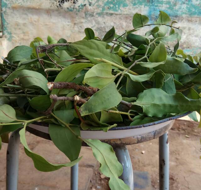 Daun Benalu Jeruk Nipis 250gram Shopee Indonesia