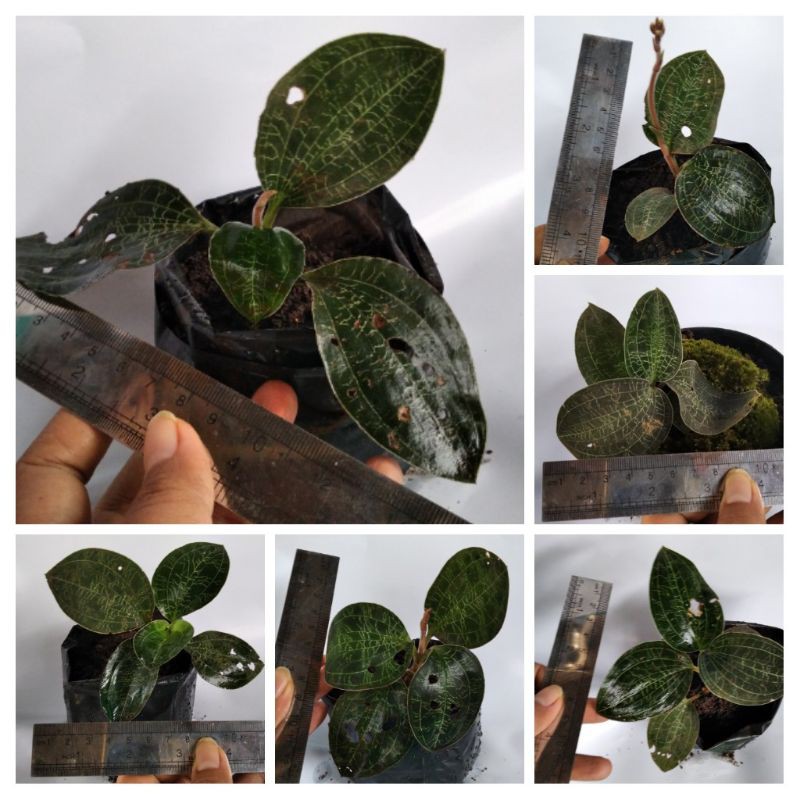 Macodes/AnggrekPermata/JewelOrchid