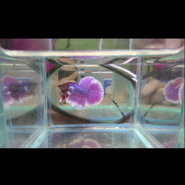 Ikan Cupang Halfmoon Lavender Big Ear