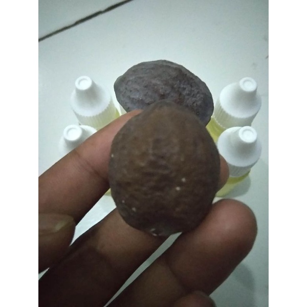 kemiri/muncang adu jenis jayanti orian sepaket