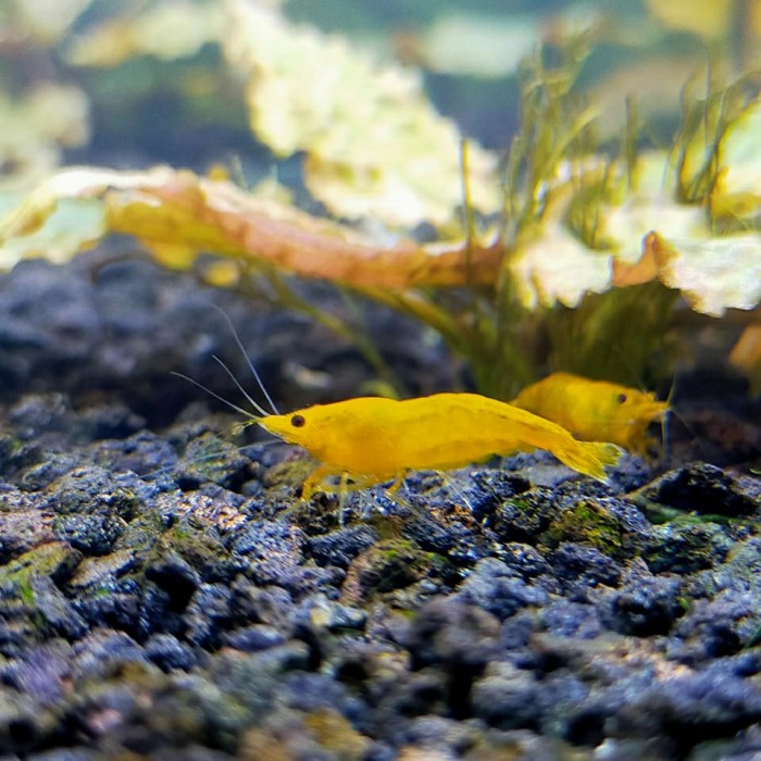 

yelow shrimp