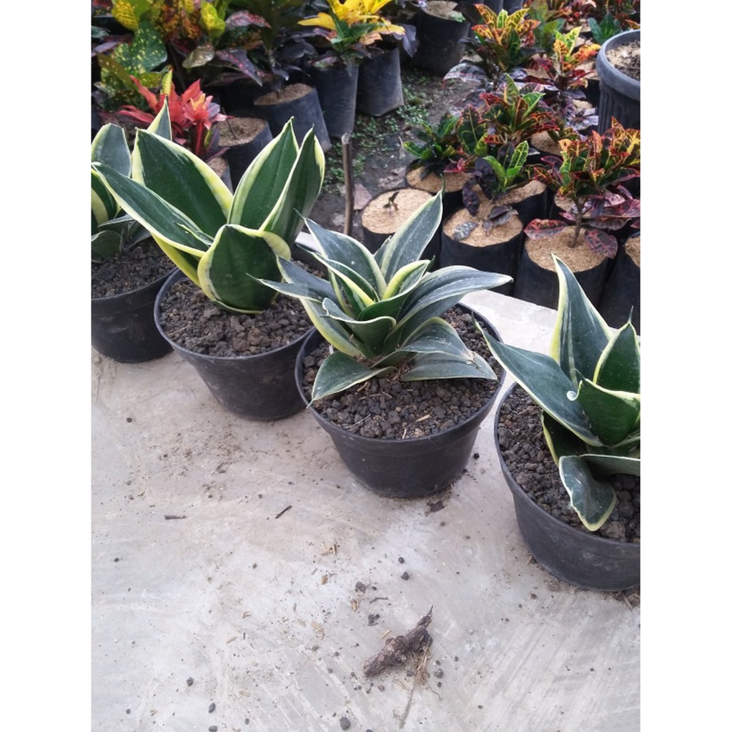 Bibit tanaman hias bunga sansevieria black light | Shopee Indonesia