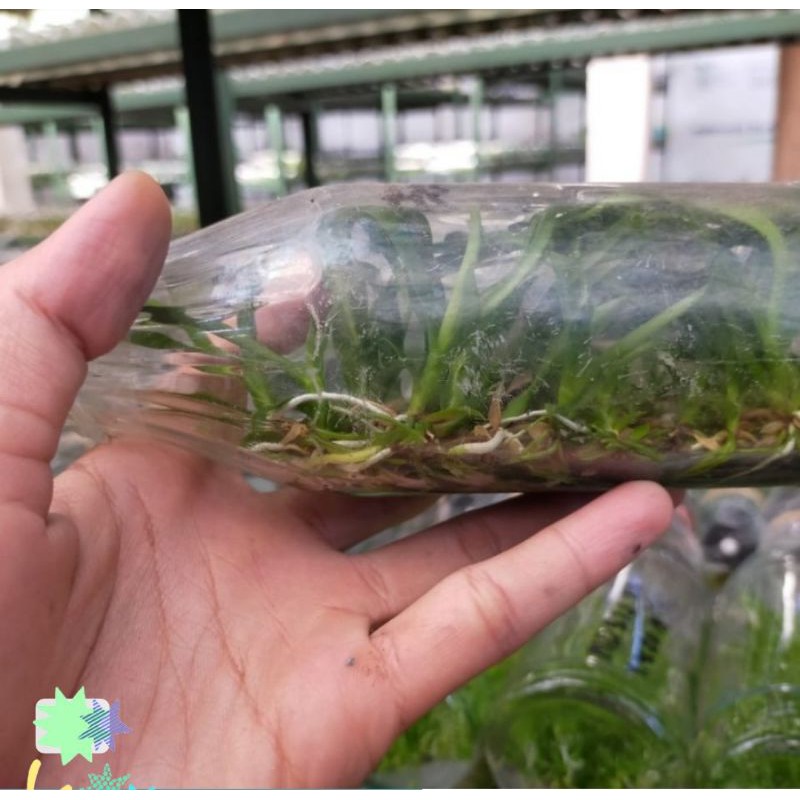 Bibit Anggrek Botol Catleya silangan isi 30 plant