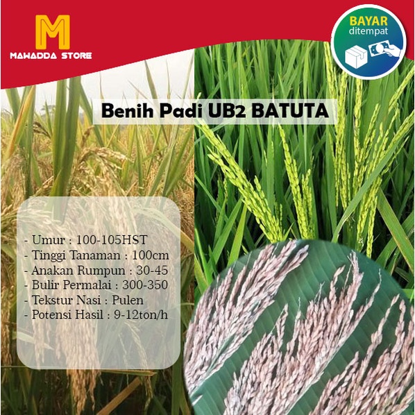 Benih Padi Unggul Sigupai UB2 Batuta Bibit Unggul 1kg