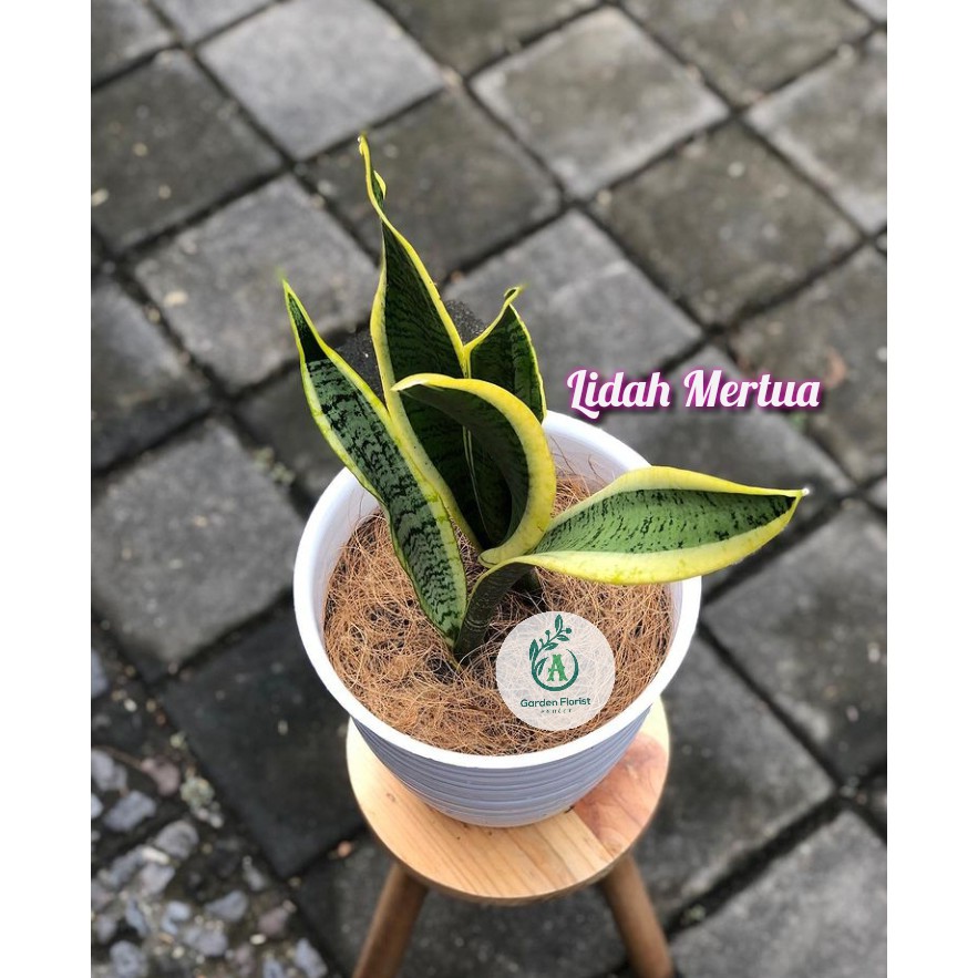 Lidah Mertua Tanaman Hias Lidah mertua / Bunga Lidah Mertua