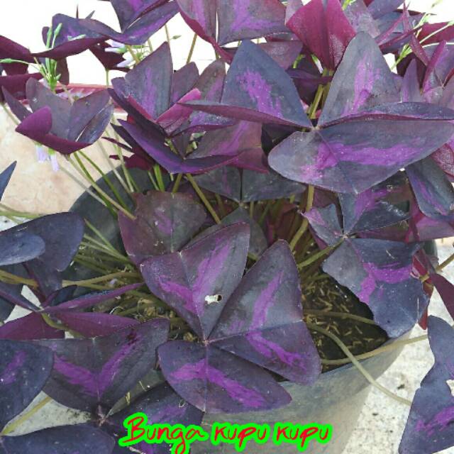 Bibit bunga kupu kupu