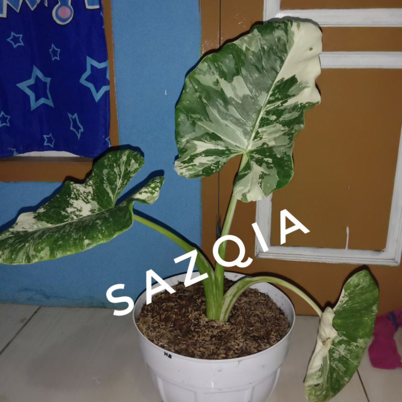 alocasia variegata sente variegata