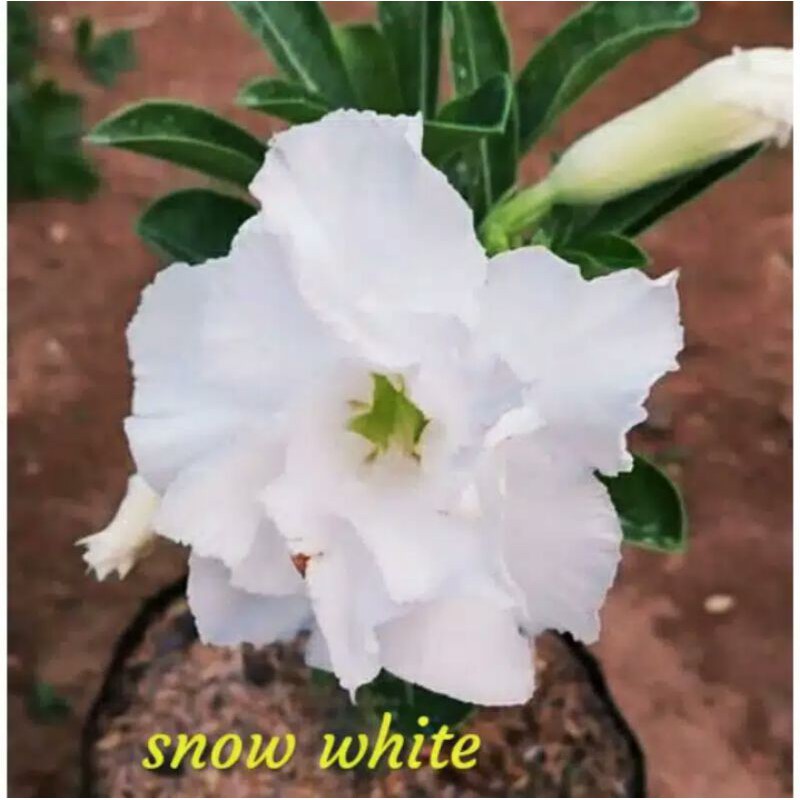 bibit bunga kamboja adenium tumpuk jenis SNOW WHITE