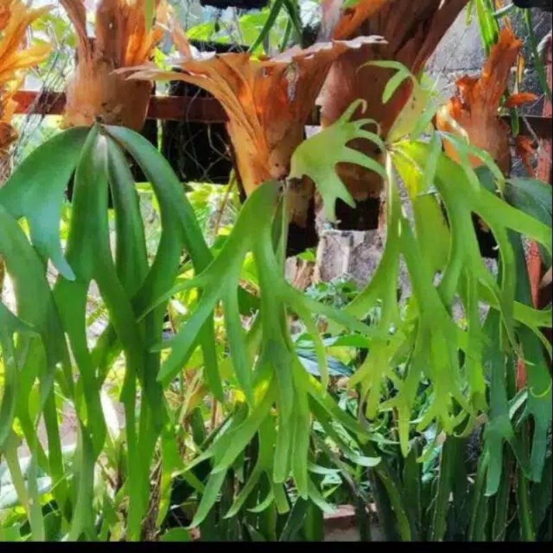 tanaman hias pakis tanduk rusa