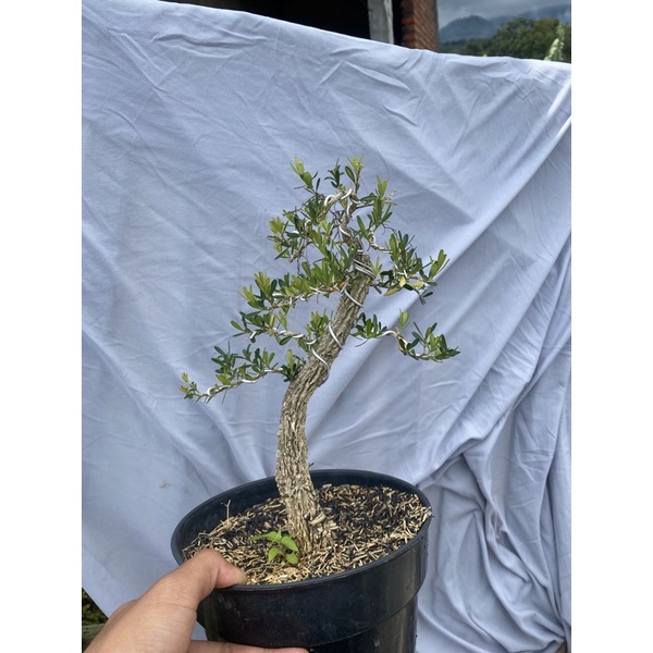 boxus herlandi siap pajang