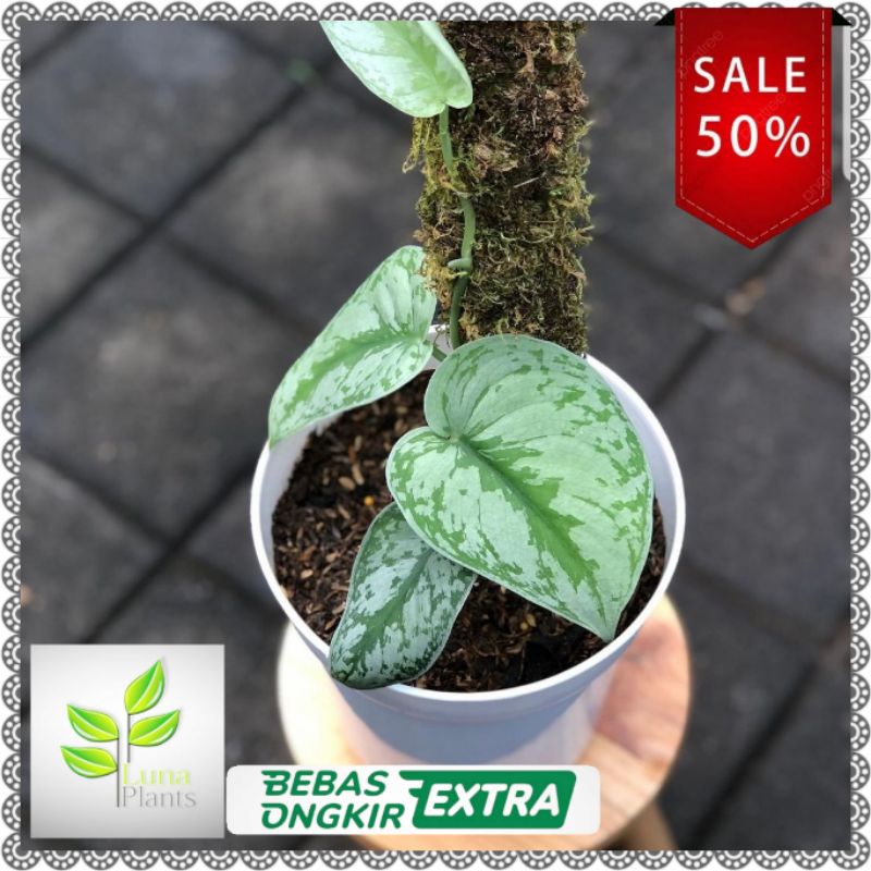 Tanaman hias scindapsus pictus exiotic / scindapsus pictus exiotic