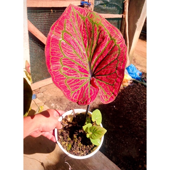 BIBIT Caladium Hybrid Original Seed daun ganda