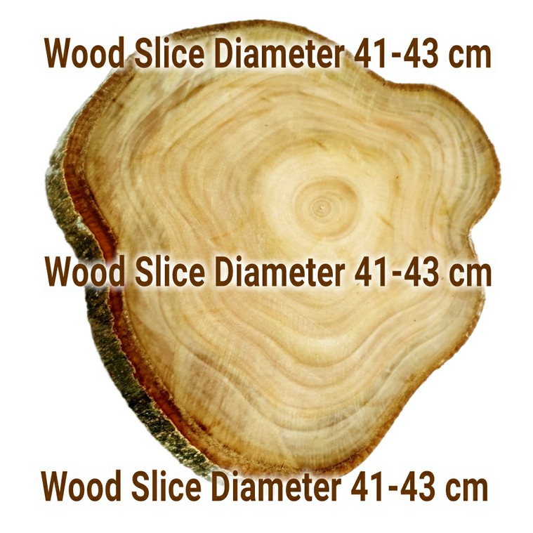 Wood log slice big size diameter 41-43 cm bahan dekorasi craft