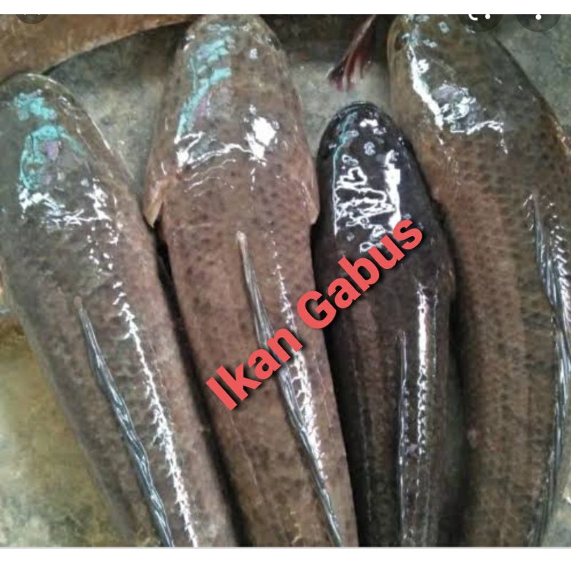 

Ikan gabus hidup 1kg