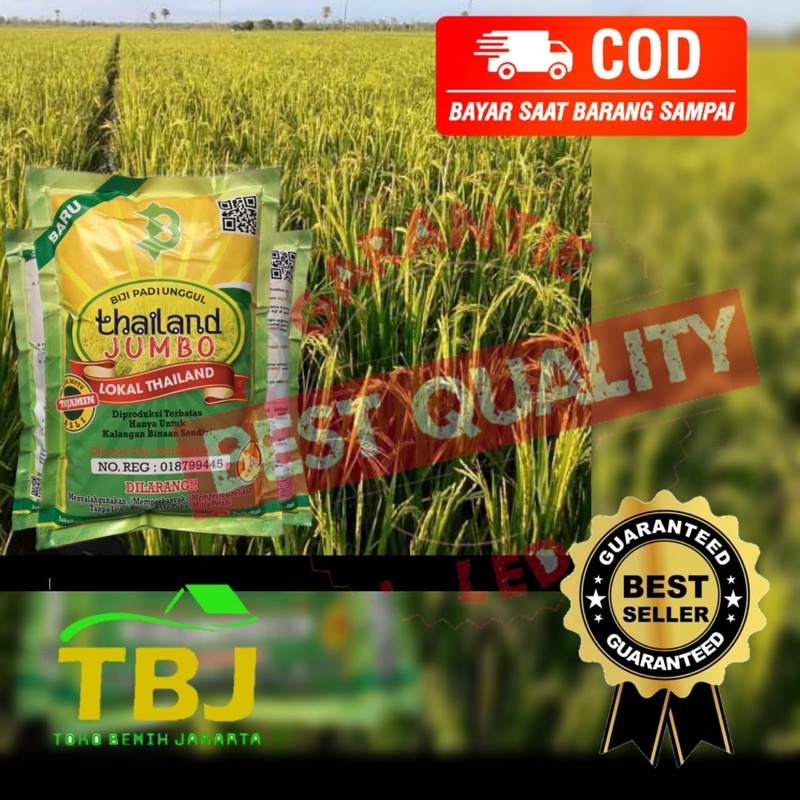 Biji padi Super Unggul Padi Thailand