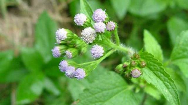 

Daun Bandotan / Babadotan 500gram Baru petik / Segar