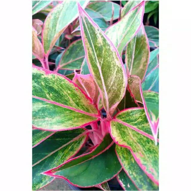 Aglonema Lipstik Tiger